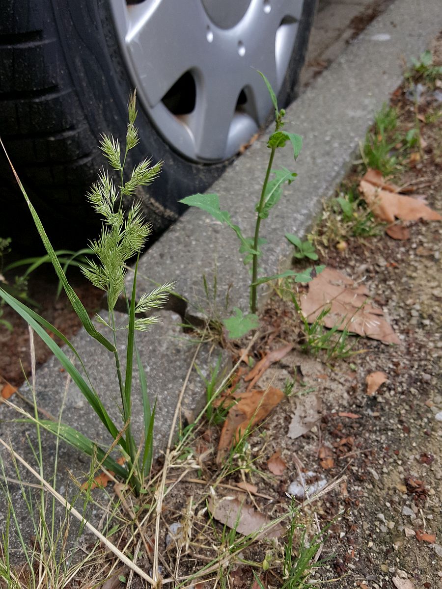 Calamagrostis epigejos (door Hanneke Waller)