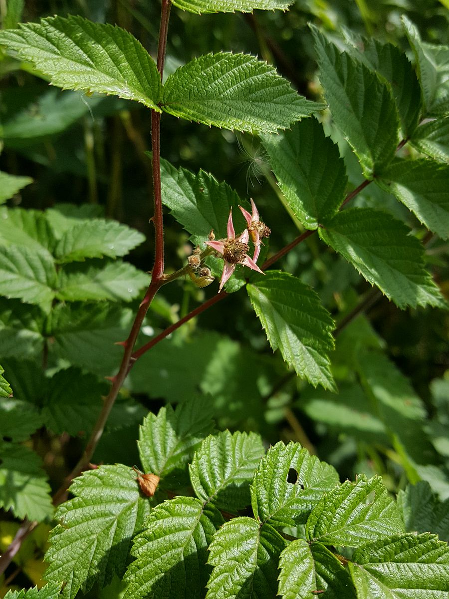 Rubus niveus (door Hanneke Waller)