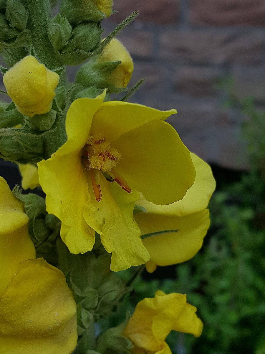 Verbascum phlomoides (door Hanneke Waller)