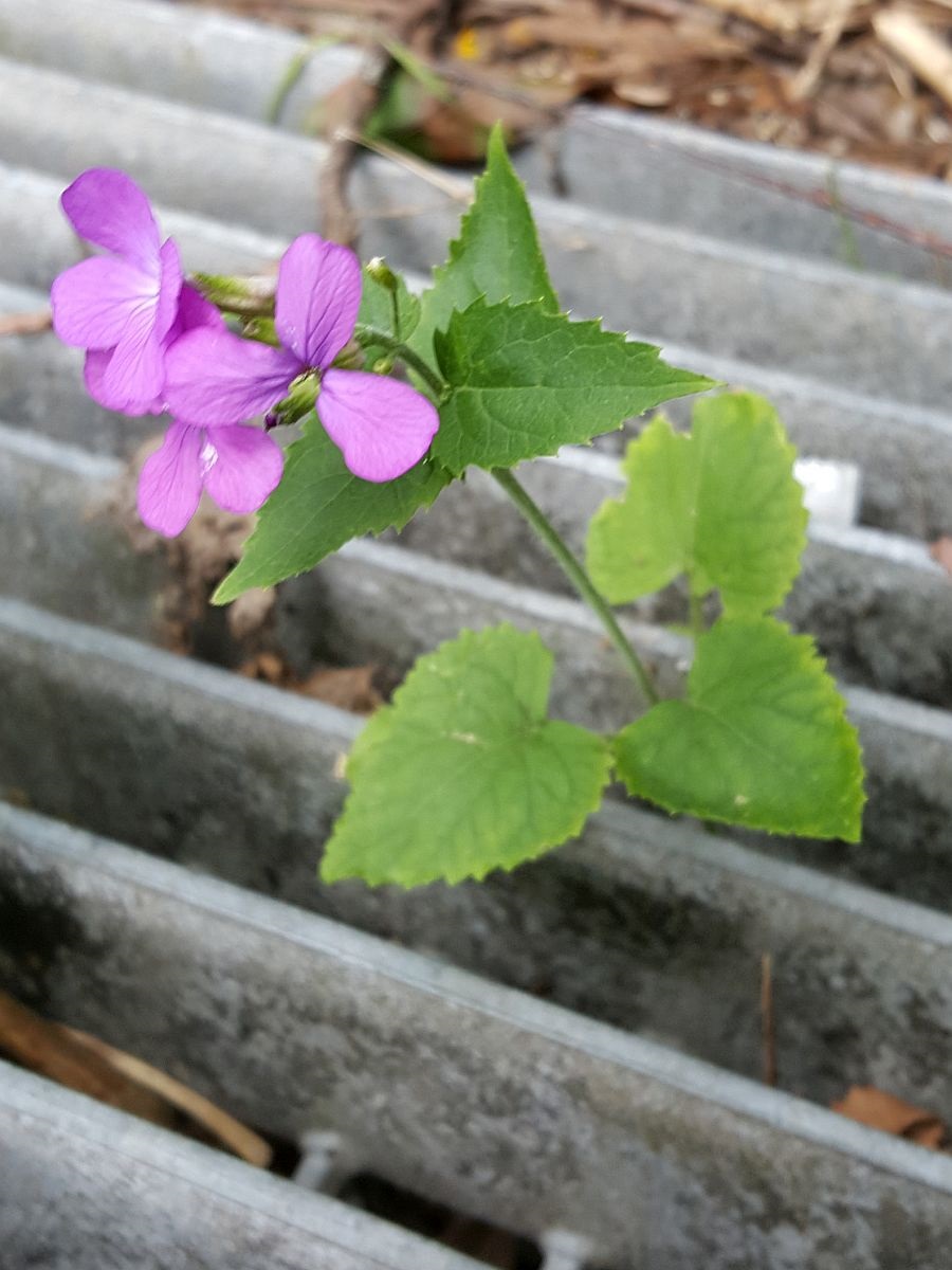 Lunaria annua (door Hanneke Waller)