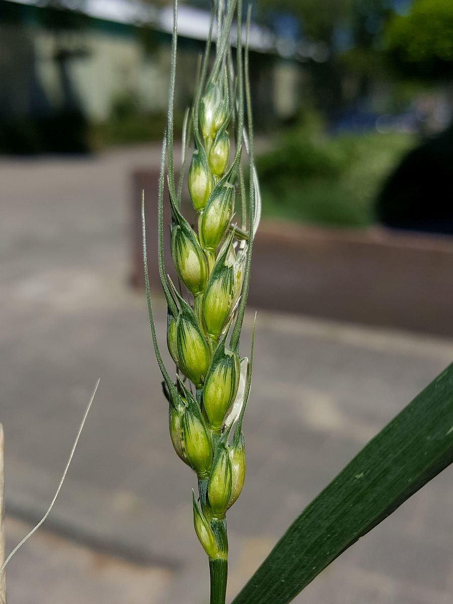 Triticum aestivum (door Hanneke Waller)