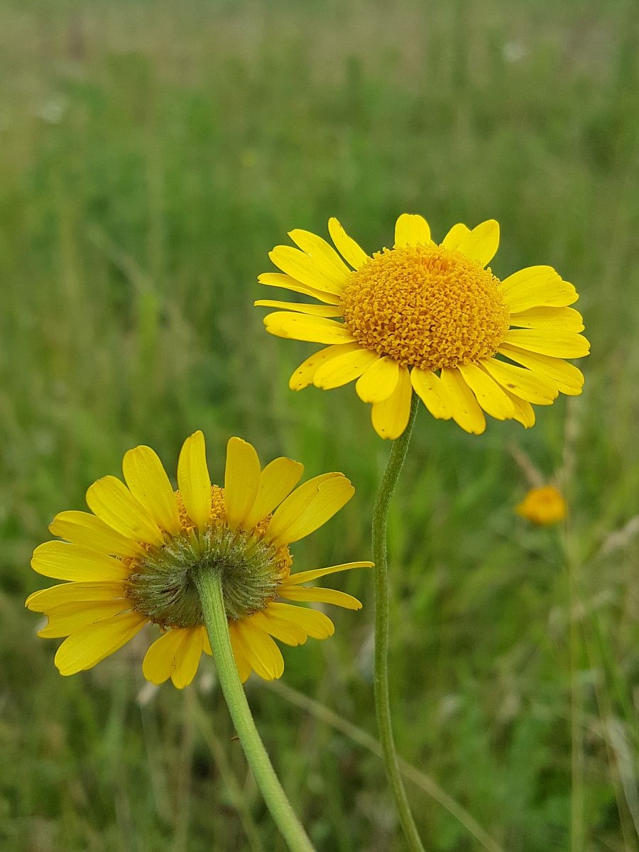 Anthemis tinctoria (door Hanneke Waller)