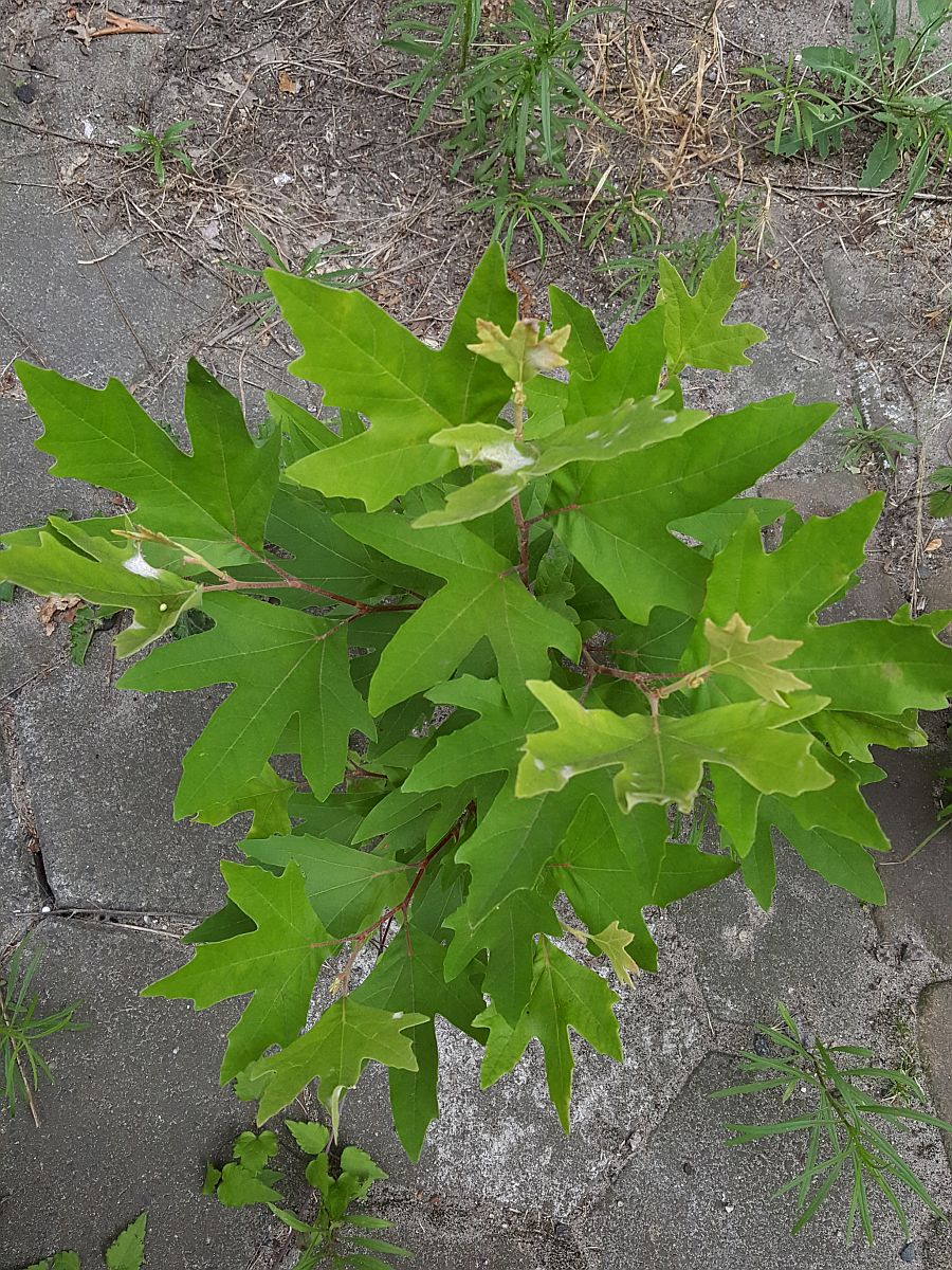 Platanus orientalis (door Hanneke Waller)