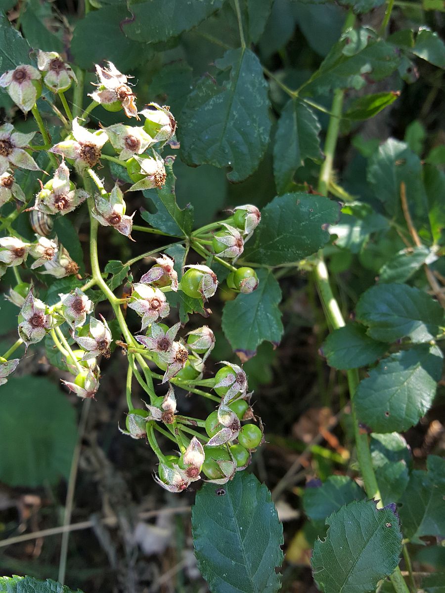 Rosa multiflora (door Hanneke Waller)