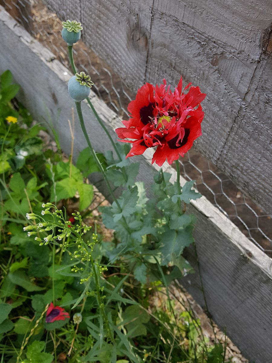 Papaver somniferum (door Hanneke Waller)