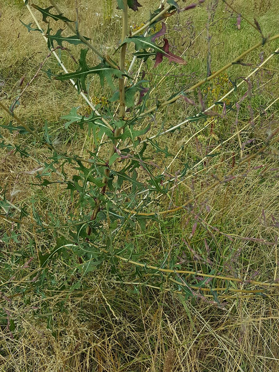 Lactuca serriola f. serriola (door Hanneke Waller)