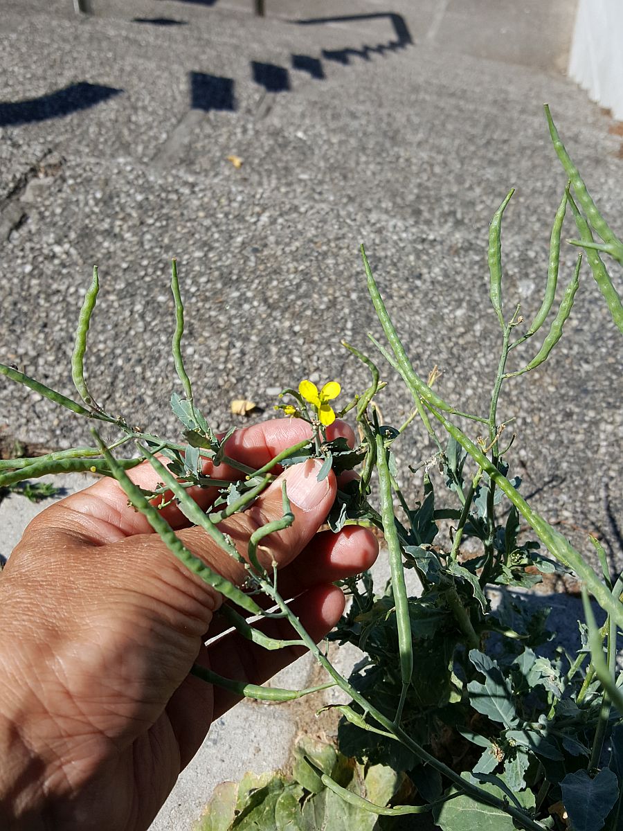 Brassica oleracea-cultivars (door Hanneke Waller)