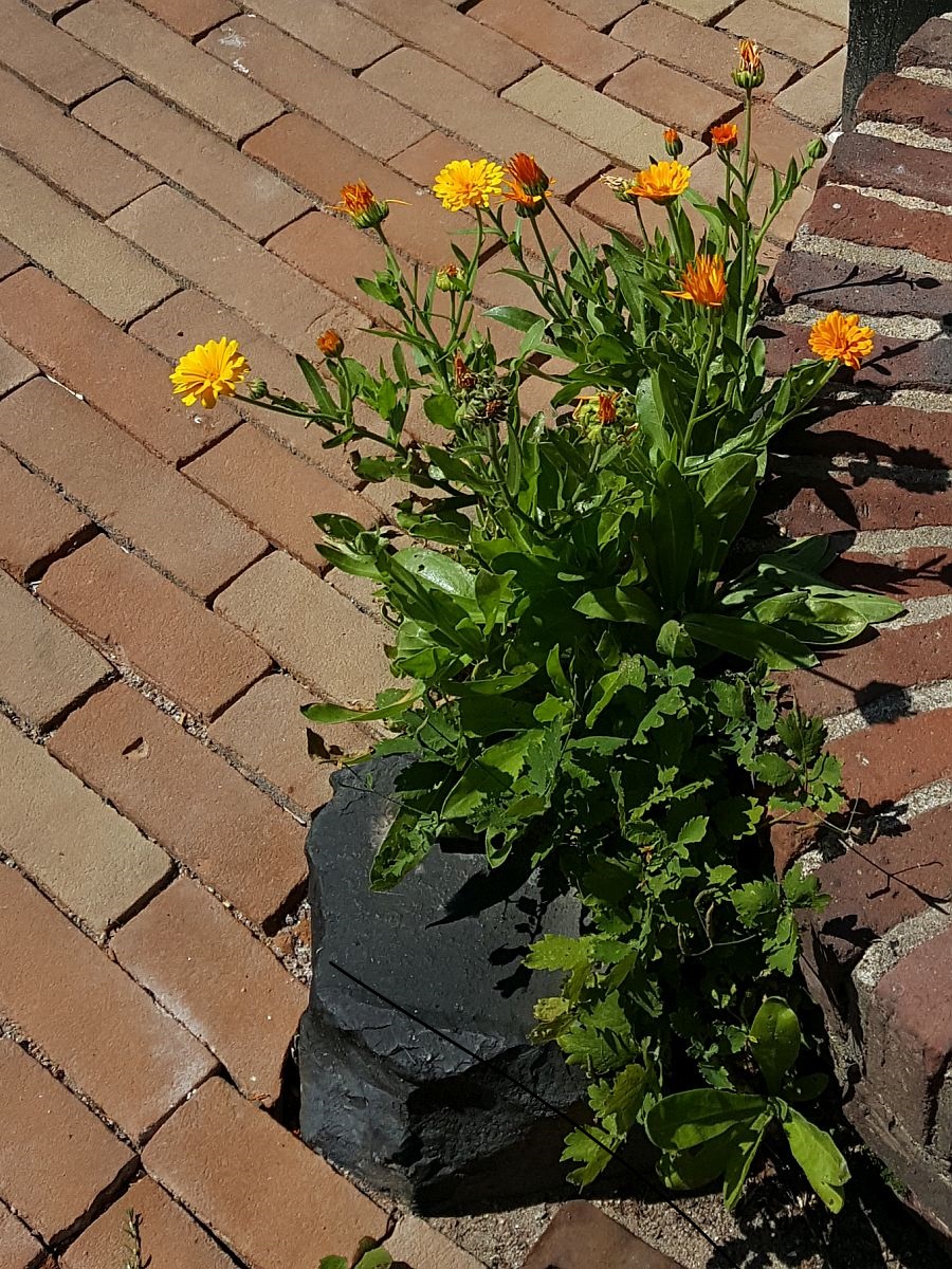 Calendula officinalis (door Hanneke Waller)