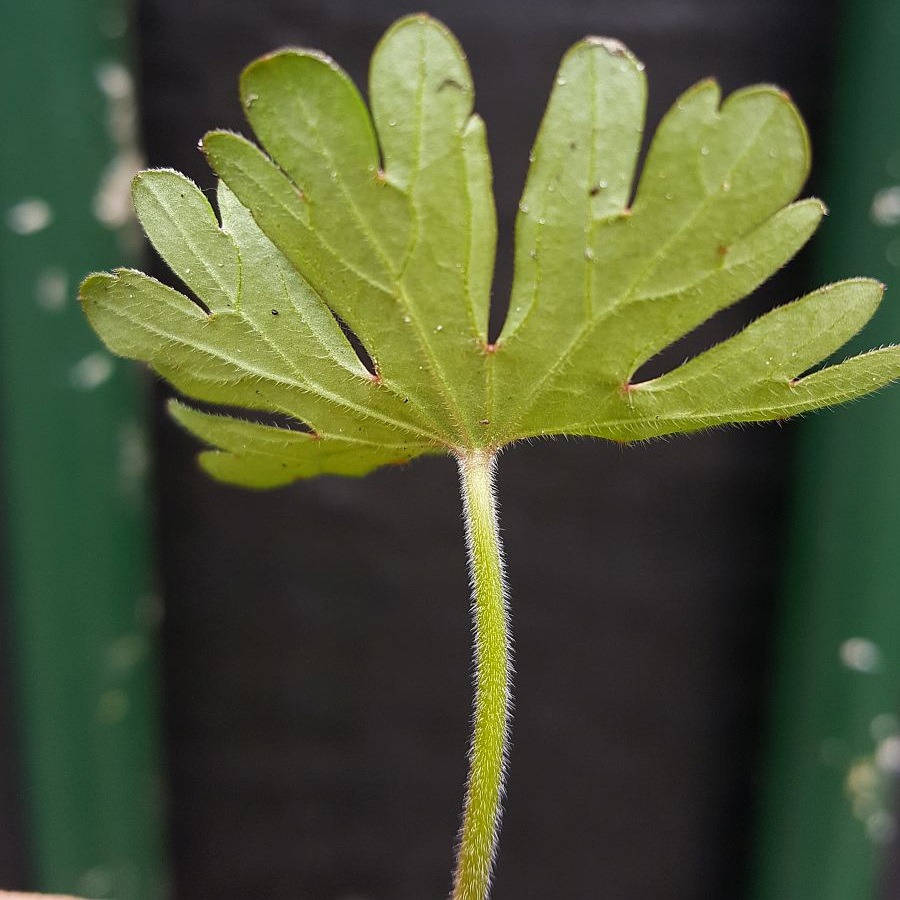 Geranium dissectum (door Hanneke Waller)