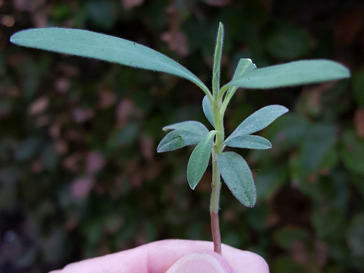 Euphorbia characias (door Hanneke Waller)