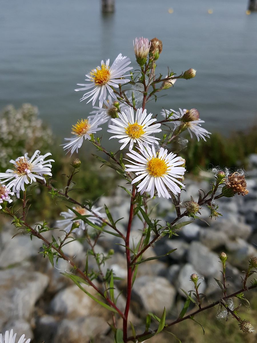 Symphyotrichum lanceolatum/ontarionis (door Hanneke Waller)