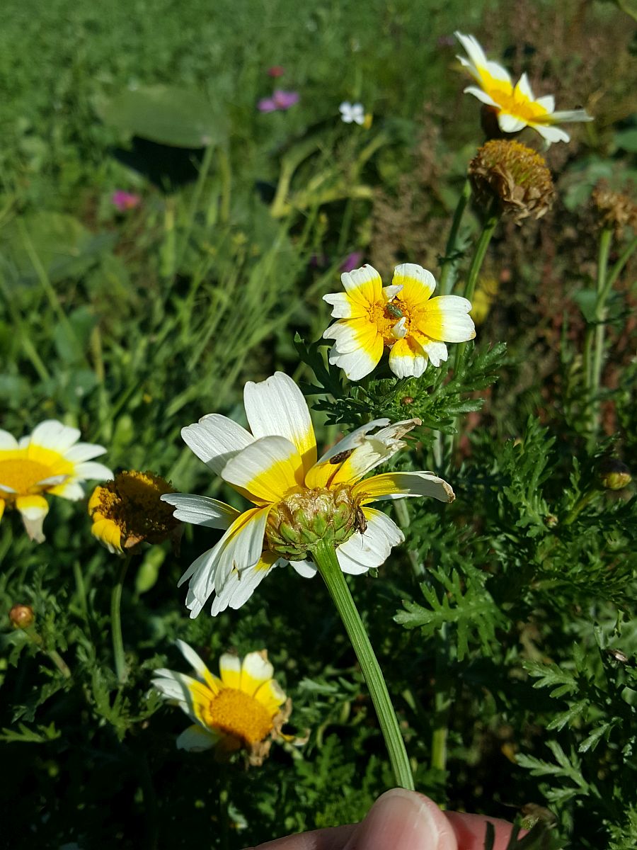 Glebionis coronaria (door Hanneke Waller)