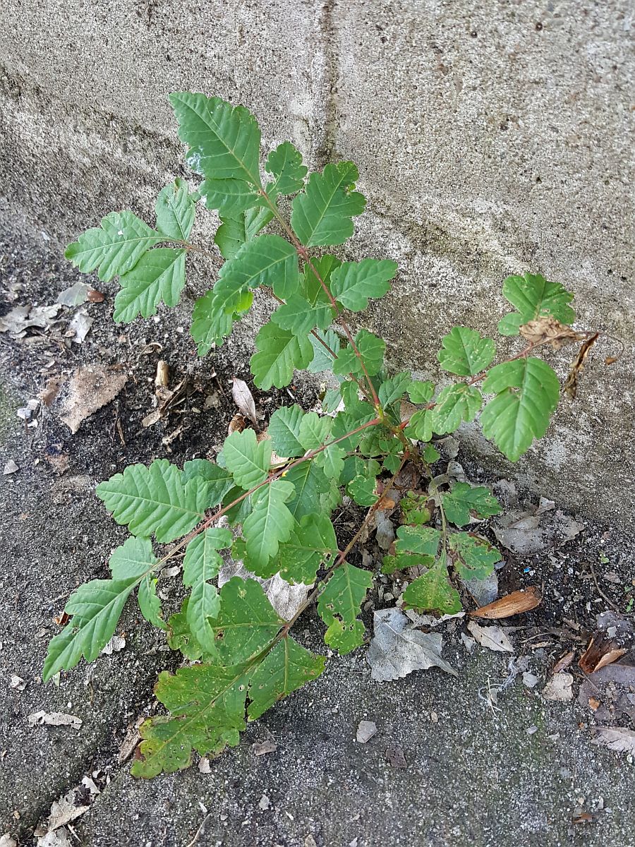 Koelreuteria paniculata (door Hanneke Waller)