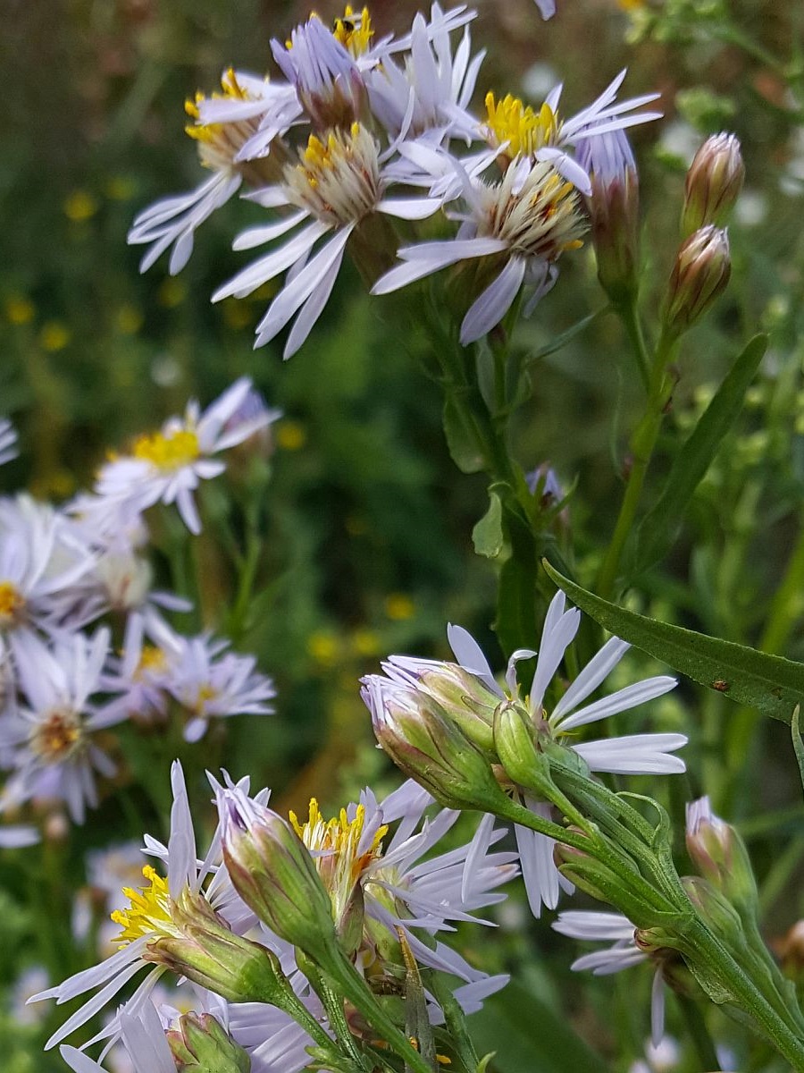 Tripolium pannonicum (door Hanneke Waller)