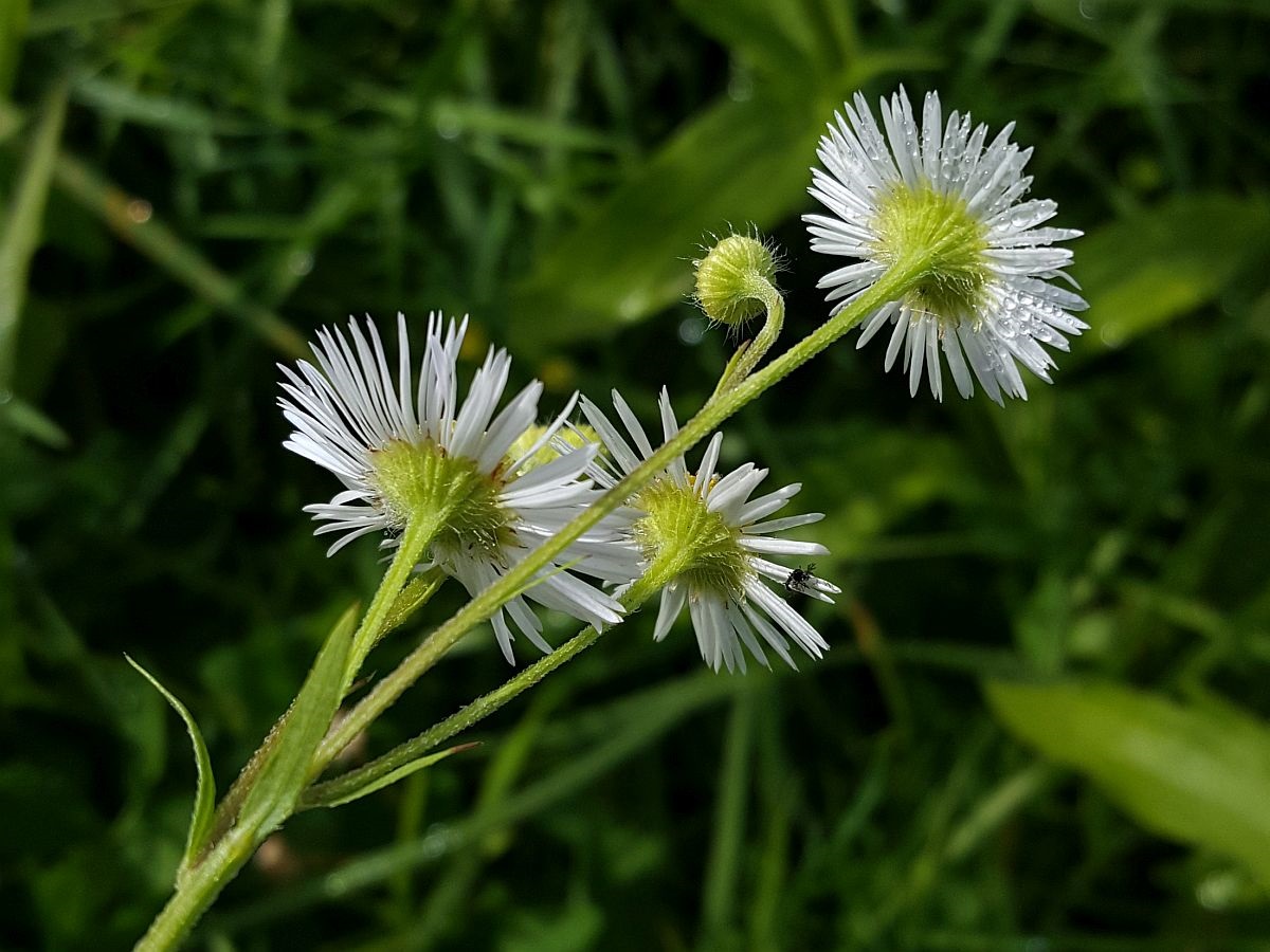 Erigeron annuus (door Hanneke Waller)