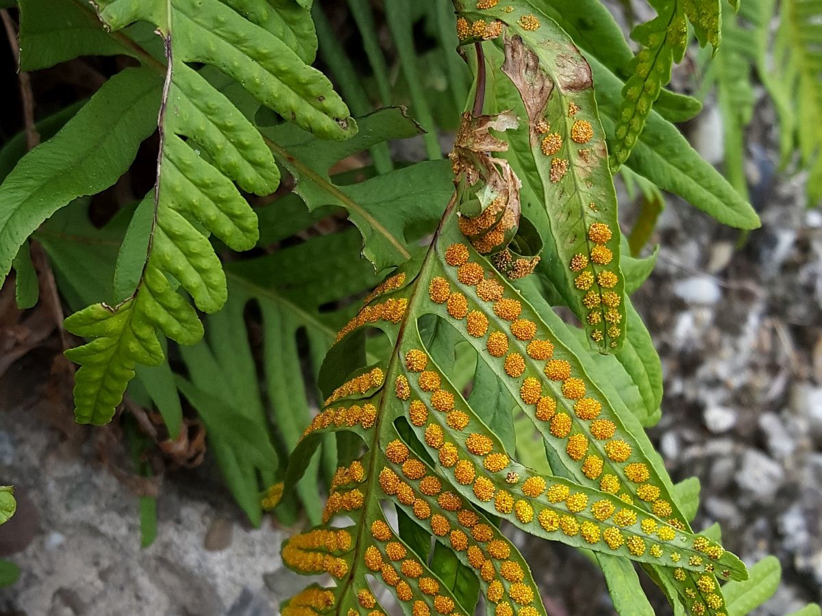 Polypodium interjectum (door Hanneke Waller)