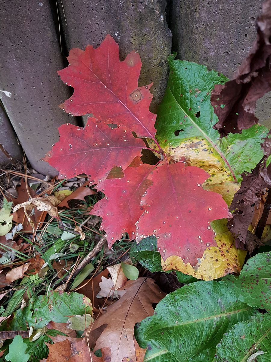 Quercus rubra (door Hanneke Waller)