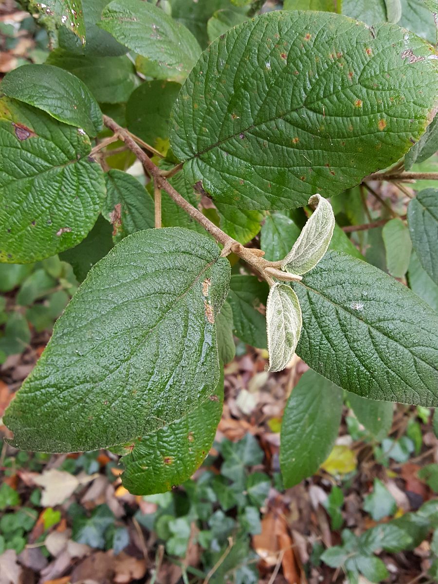 Viburnum x rhytidophylloides (door Hanneke Waller)