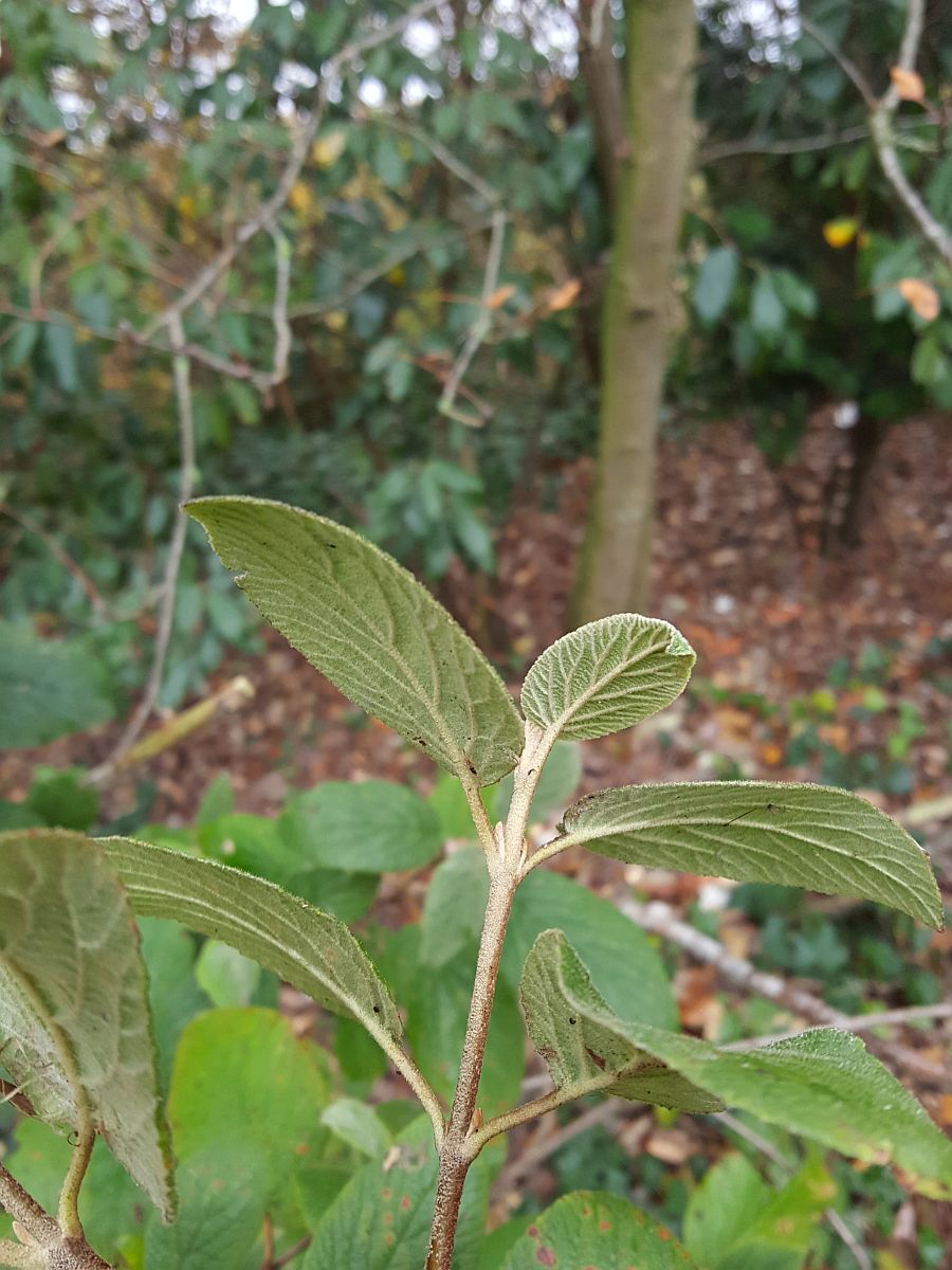 Viburnum x rhytidophylloides (door Hanneke Waller)