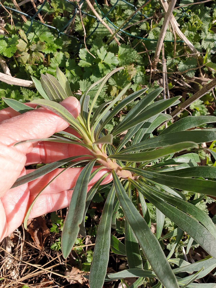 Euphorbia characias (door Hanneke Waller)