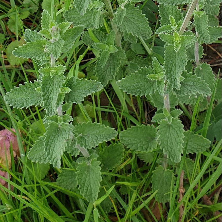 Nepeta racemosa (door Hanneke Waller)