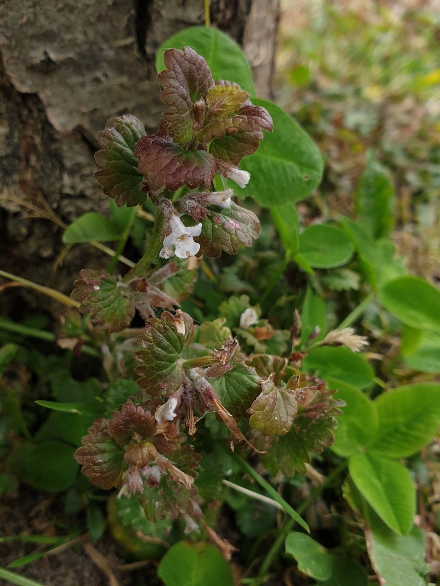 Glechoma hederacea (door Hanneke Waller)