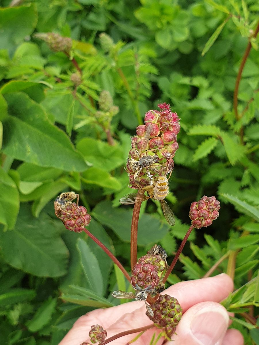 Poterium sanguisorba subsp. balearicum (door Hanneke Waller)