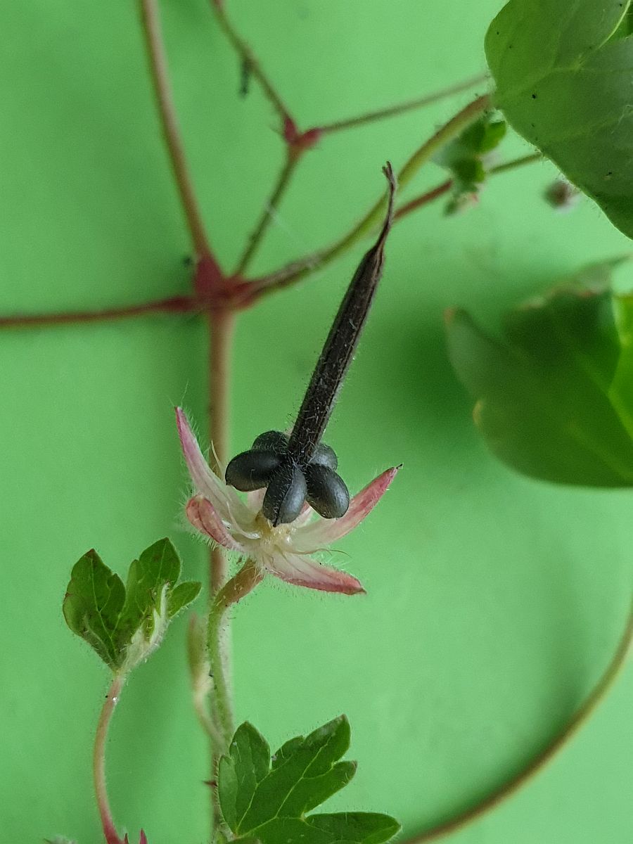 Geranium rotundifolium (door Hanneke Waller)