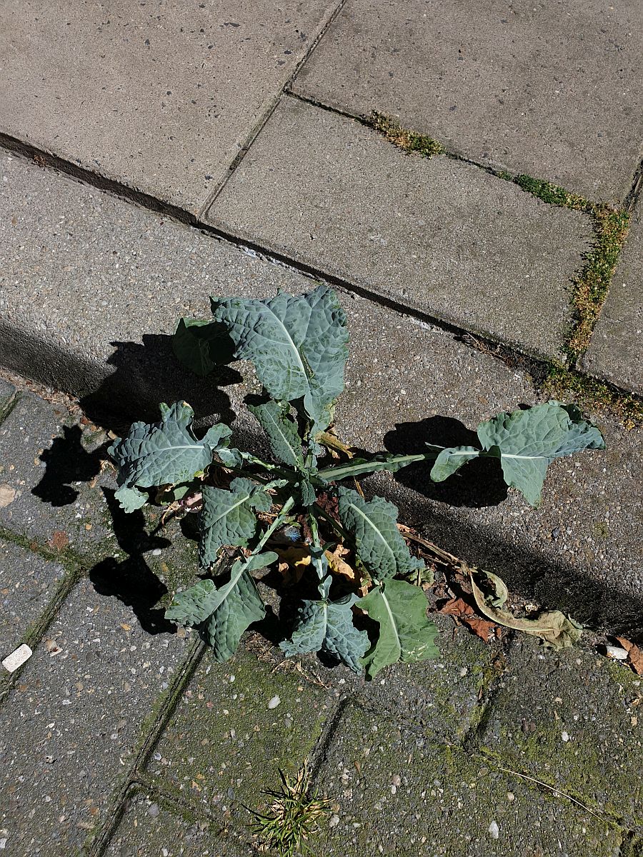 Brassica oleracea-cultivars (door Hanneke Waller)