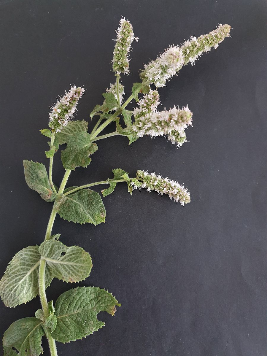 Mentha x rotundifolia (door Hanneke Waller)