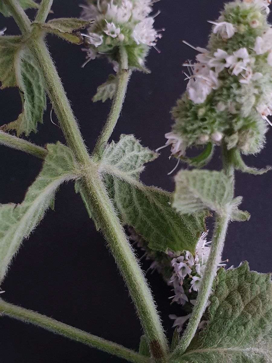 Mentha x rotundifolia (door Hanneke Waller)