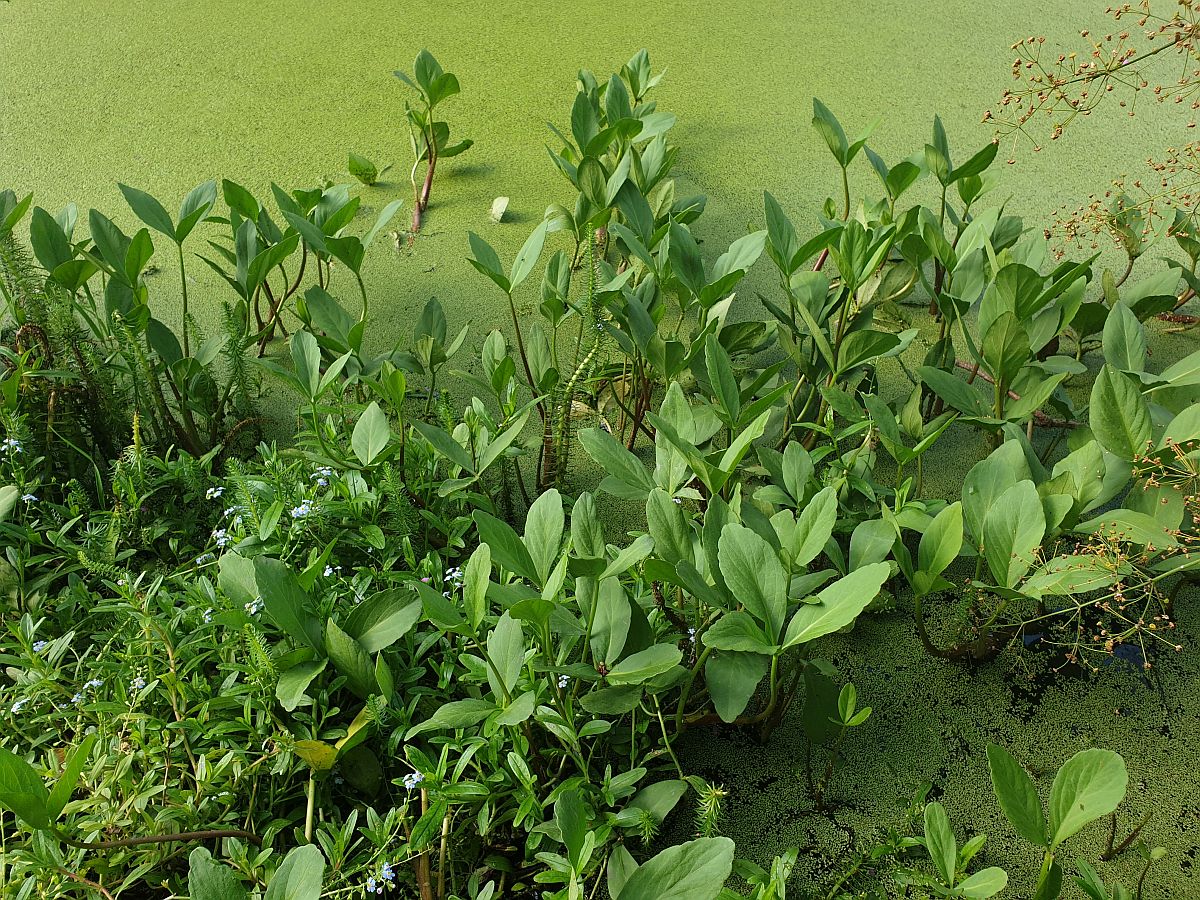 Menyanthes trifoliata (door Hanneke Waller)