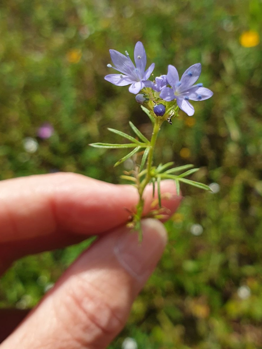 Gilia achilleifolia (door Hanneke Waller)