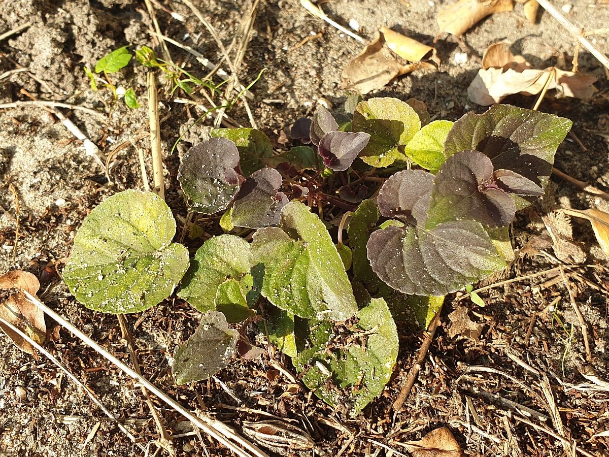 Viola riviniana 'Purpurea' (door Hanneke Waller)