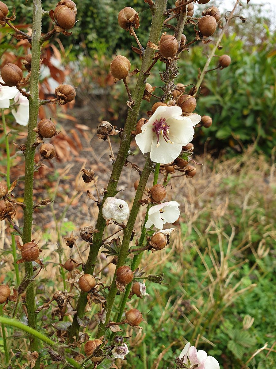 Verbascum blattaria (door Hanneke Waller)