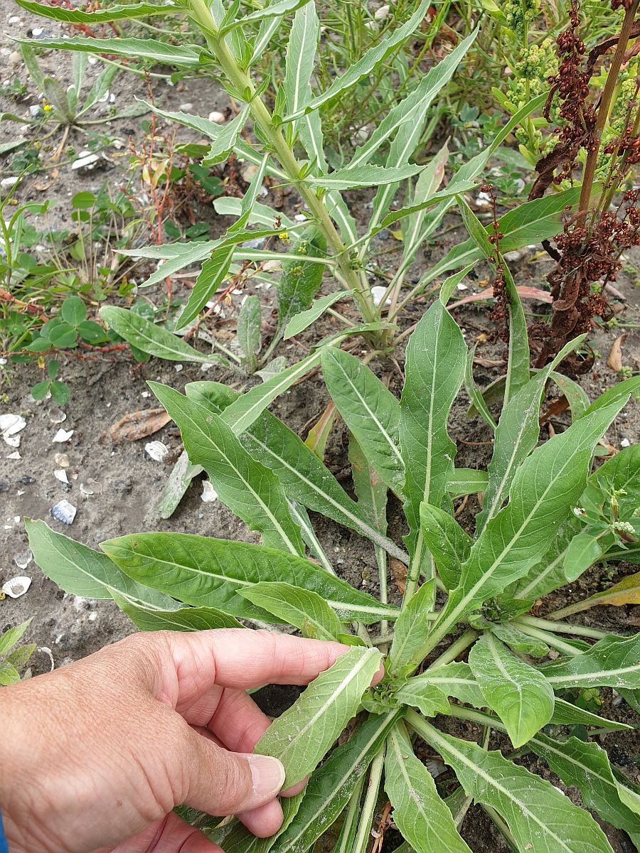 Oenothera oakesiana (door Hanneke Waller)