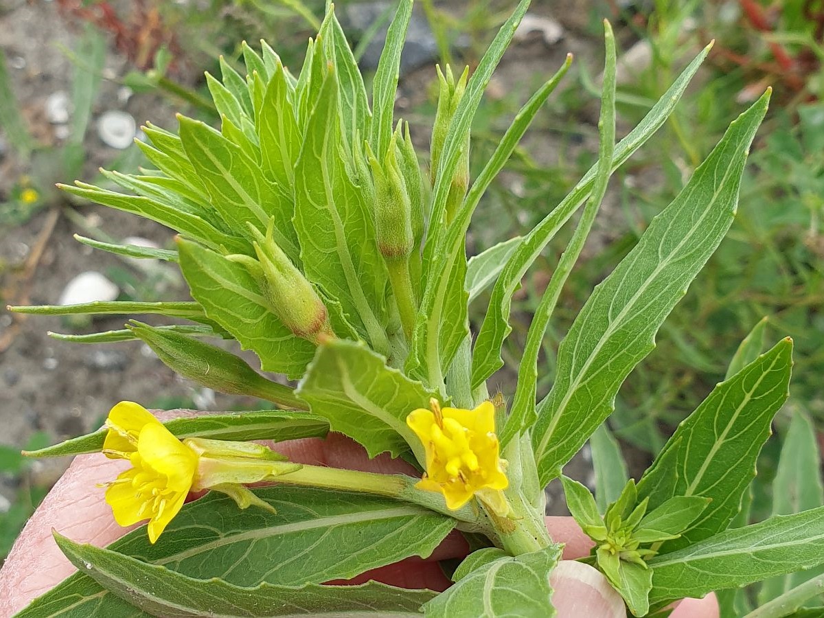 Oenothera oakesiana (door Hanneke Waller)