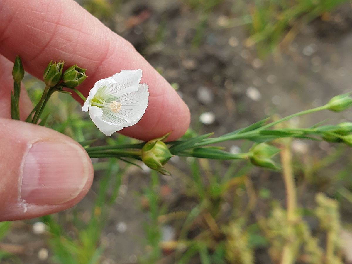 Linum usitatissimum (door Hanneke Waller)