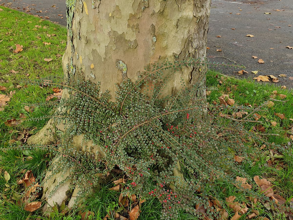 Cotoneaster horizontalis (door Hanneke Waller)