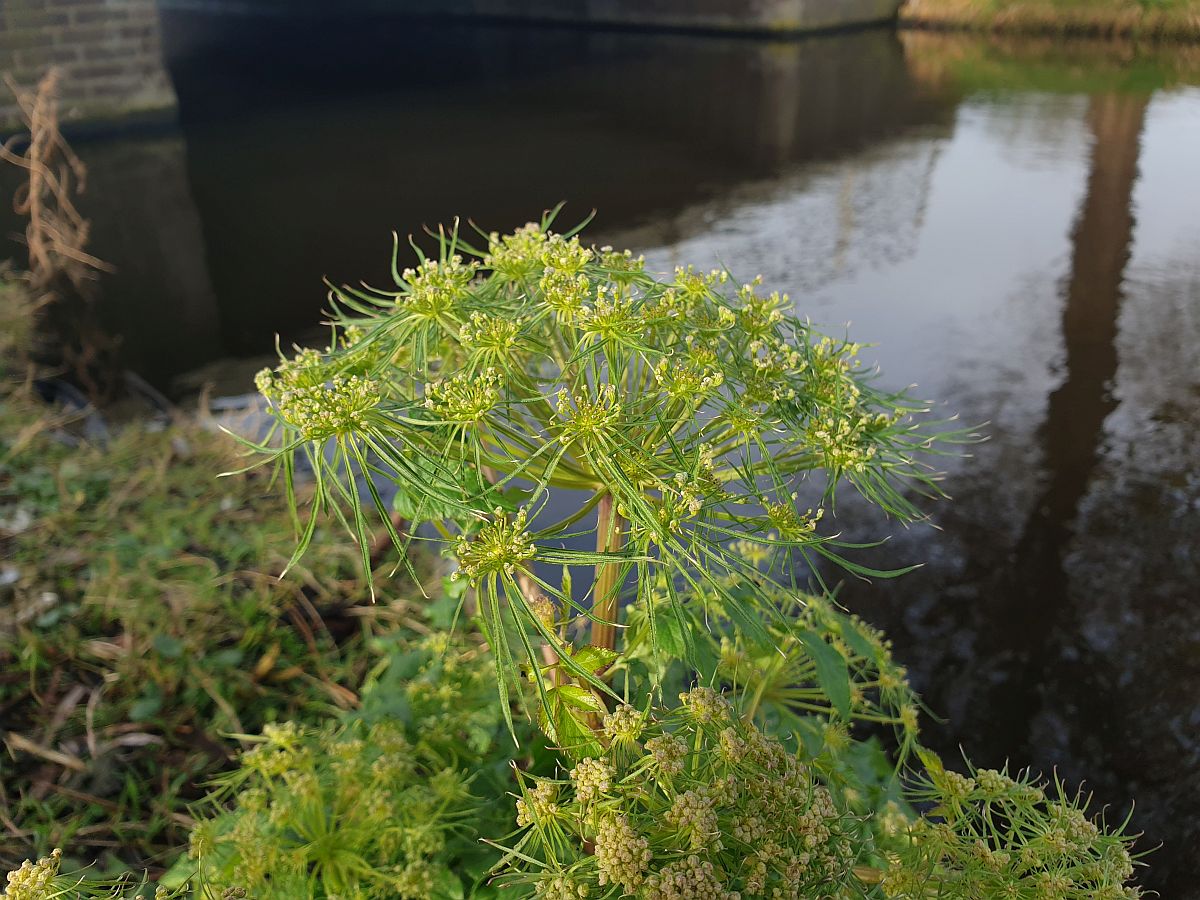 Angelica sylvestris (door Hanneke Waller)