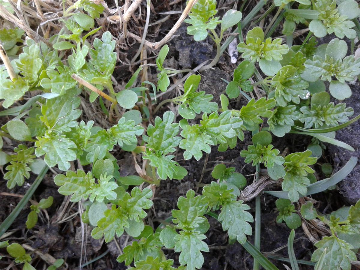 Urtica urens (door Edwin Dijkhuis)