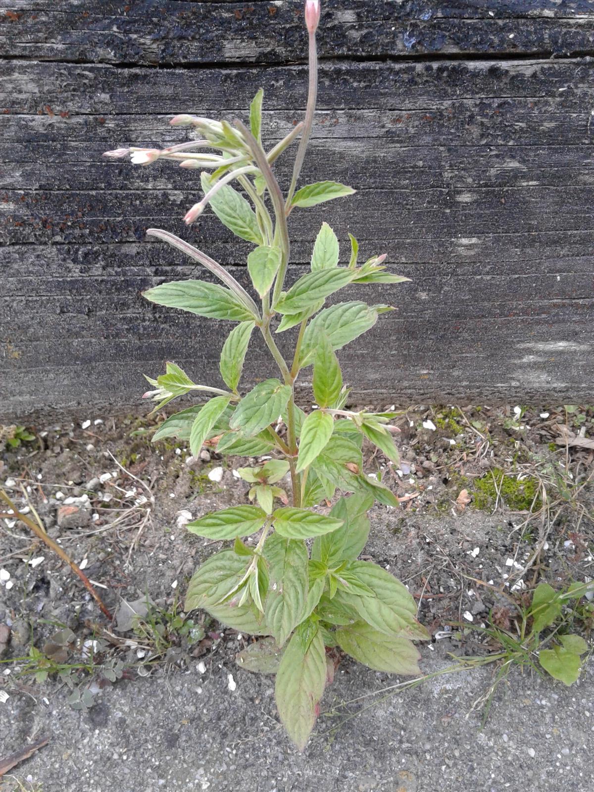 Epilobium roseum (door Edwin Dijkhuis)