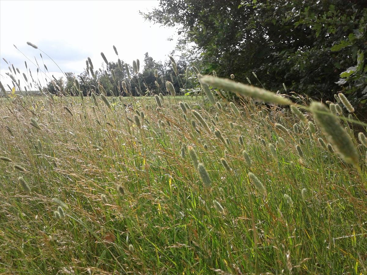 Phleum nodosum (door Edwin Dijkhuis)