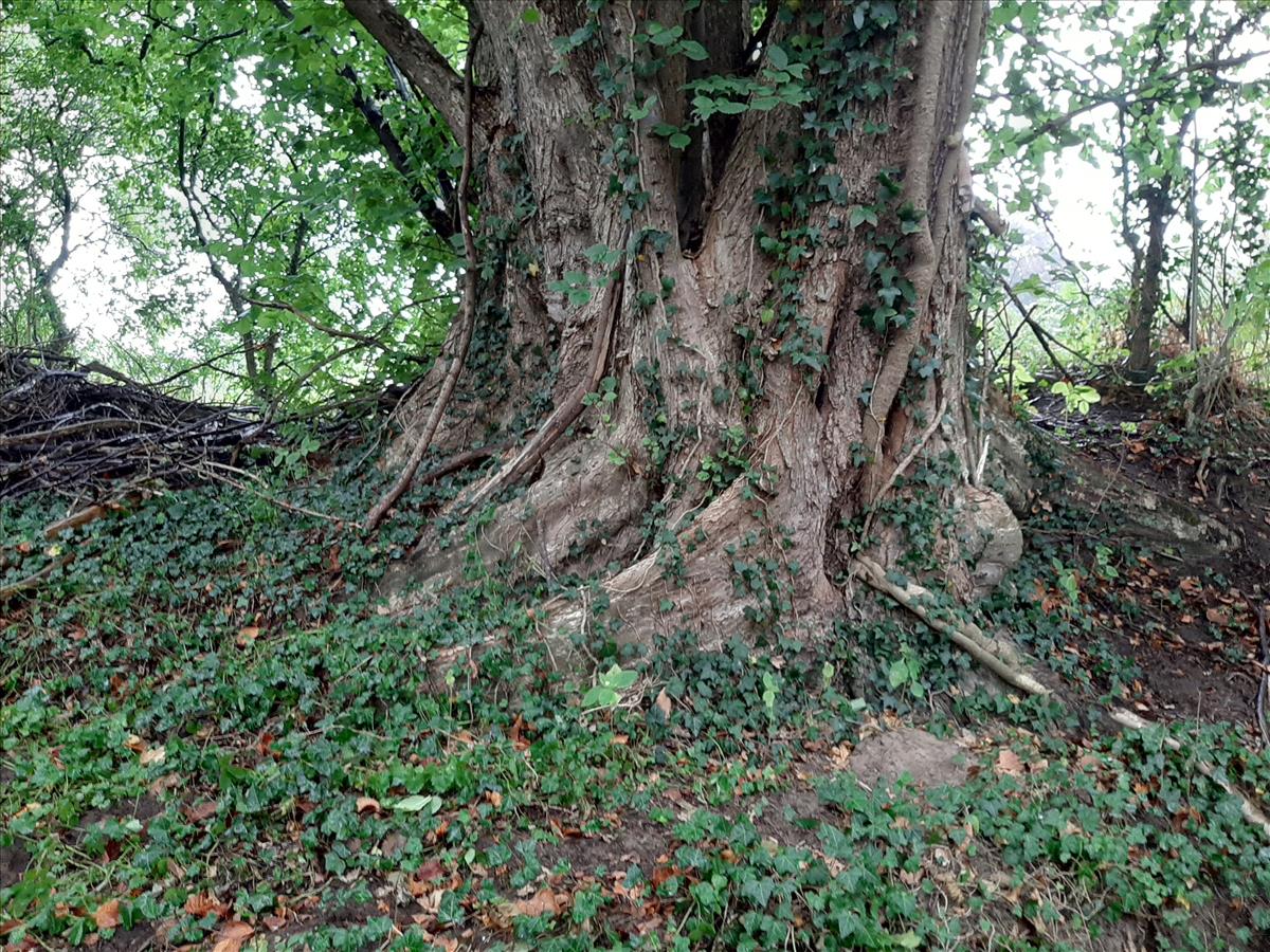 Ulmus laevis (door Ruud Beringen)