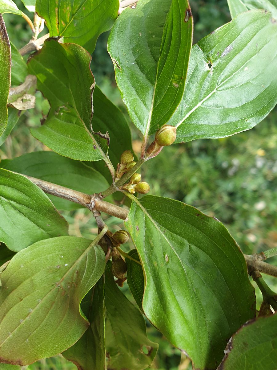 Cornus mas (door Hanneke Waller)