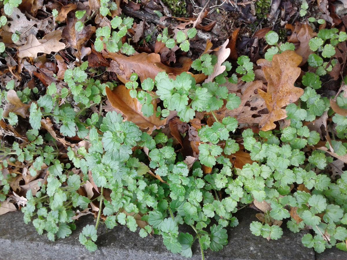 Veronica cymbalaria (door Edwin Dijkhuis)