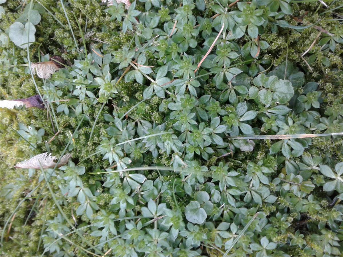 Sherardia arvensis (door Edwin Dijkhuis)