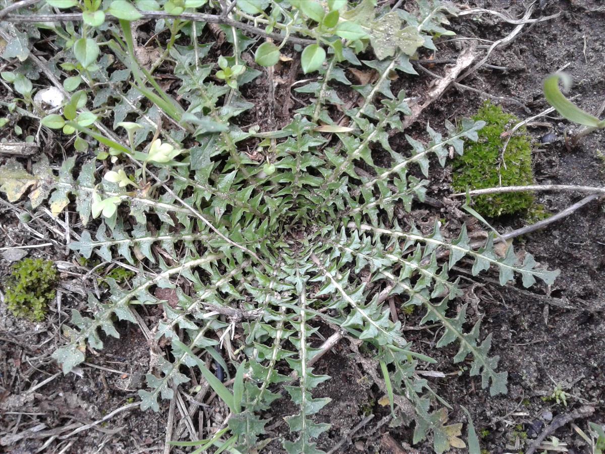 Sisymbrium altissimum (door Edwin Dijkhuis)