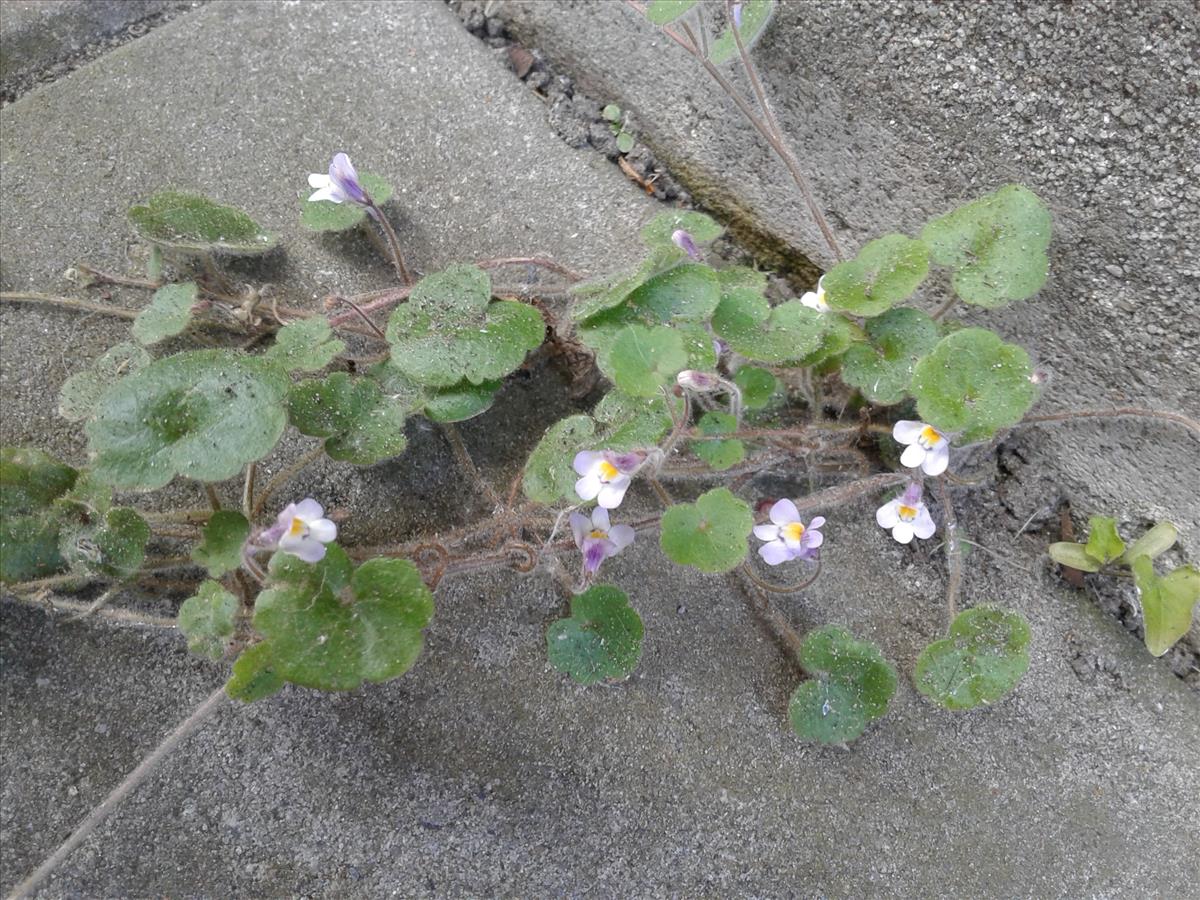 Cymbalaria muralis subsp. visianii (door Edwin Dijkhuis)