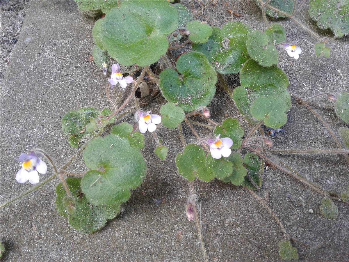 Cymbalaria muralis subsp. visianii (door Edwin Dijkhuis)